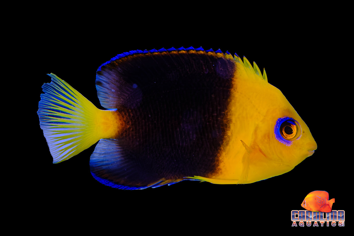 Angel - Joculator Sm/Md