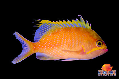 Anthias - Unimaculatus