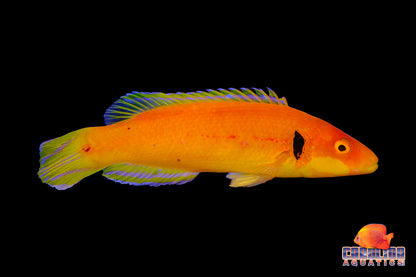 Hogfish - Black Ear Candy