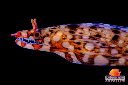 Eel - Moray Dragon Md