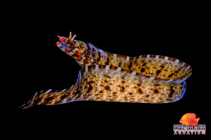 Eel - Moray Dragon Md
