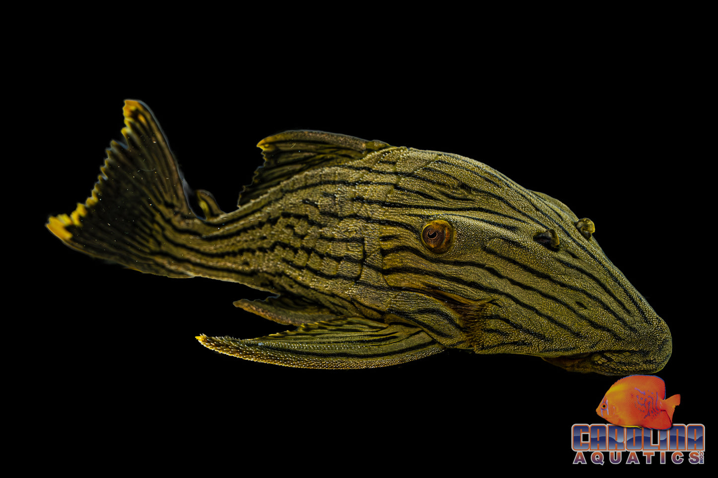 Pleco - Royal Green Shamper L-418 XL