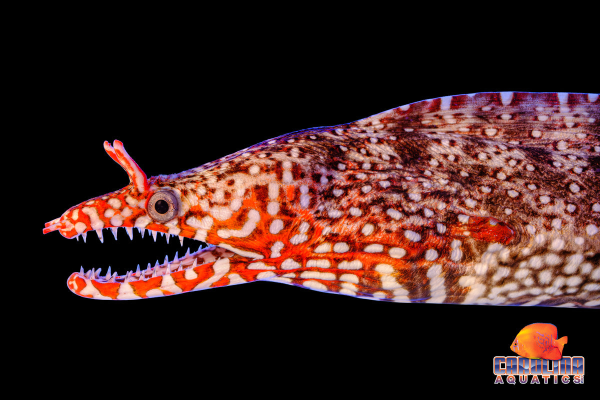 Eel - Moray Dragon Lg