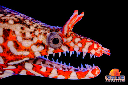 Eel - Moray Dragon Lg