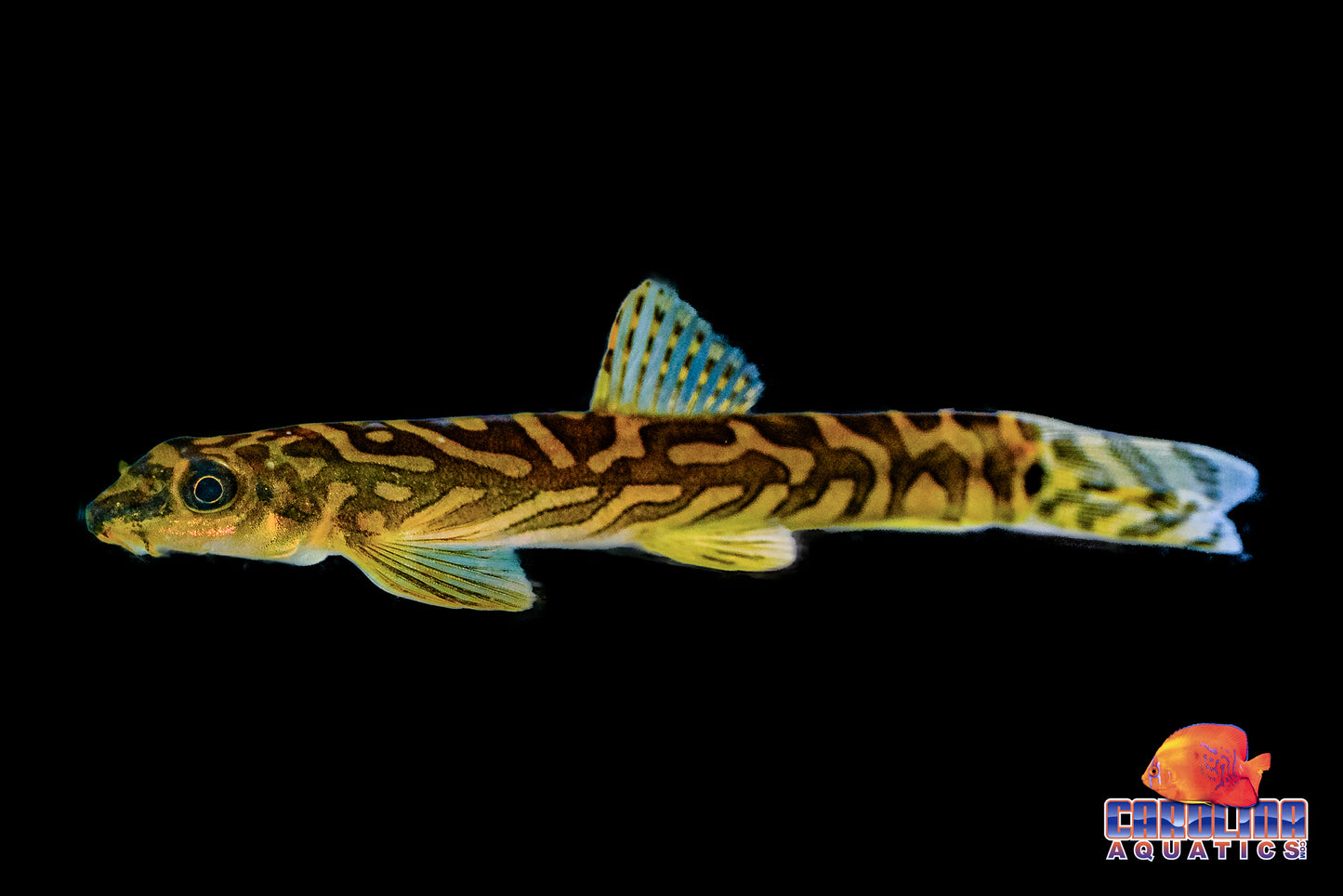 Loach - Zodiac M/L