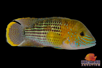 Cichlid - Terror Green Wild Ecuador Lg 3.5-4in
