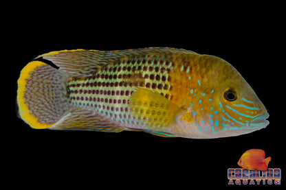 Cichlid - Terror Green Wild Ecuador XL
