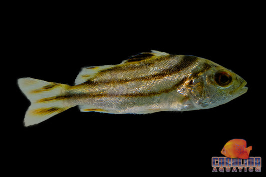 Misc - Target Fish 2in