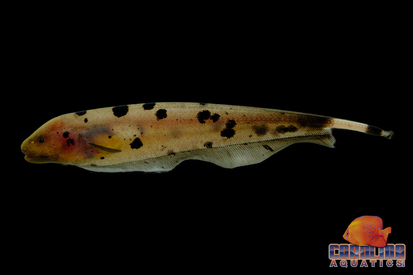 Misc - Black Ghost Knife Dalmatian Med