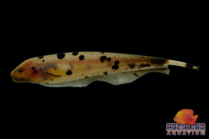Misc - Black Ghost Knife Dalmatian Med