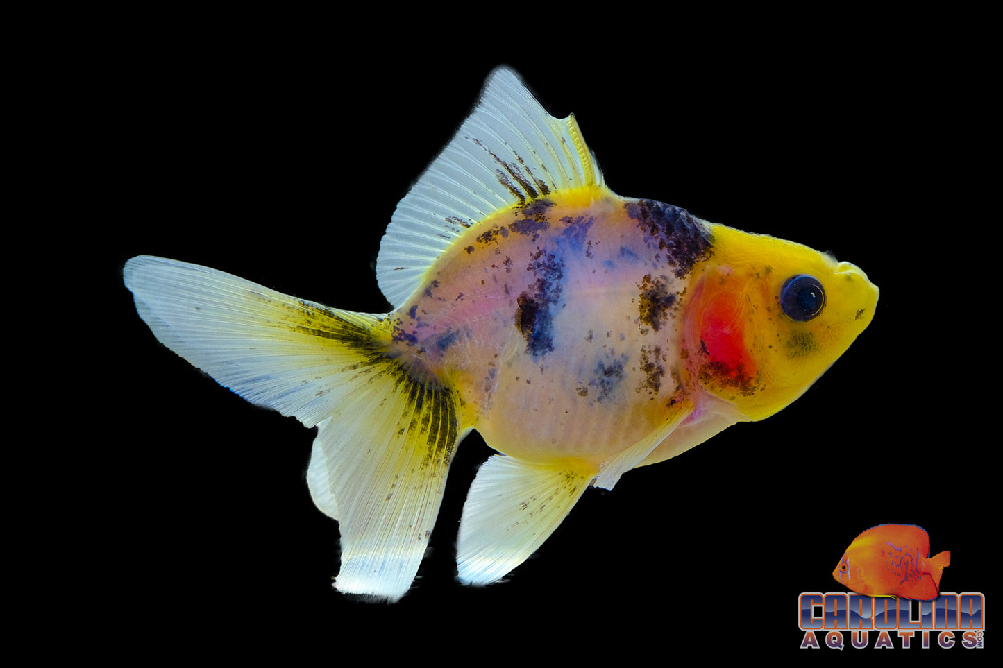 Goldfish - Oranda Calico/Tricolor Imported 2in