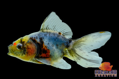 Goldfish - Oranda Calico/Tricolor Imported 3.5-4in