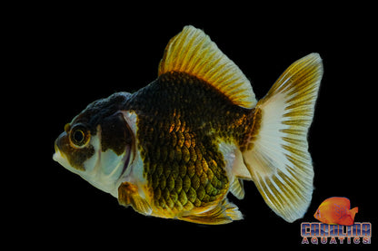 Goldfish - Oranda Panda 2in (High Quality)