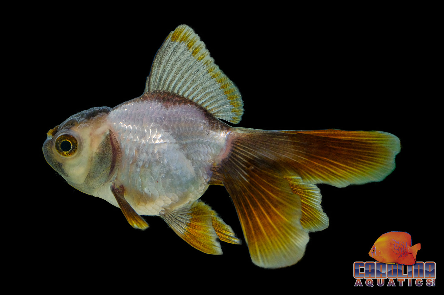 Goldfish - Oranda Panda 2in (High Quality)