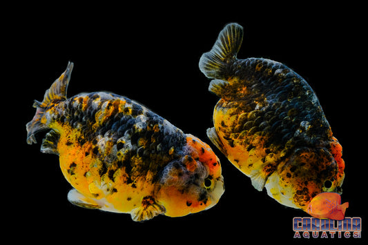 Goldfish - Ranchu Kirin Imported 4-5in