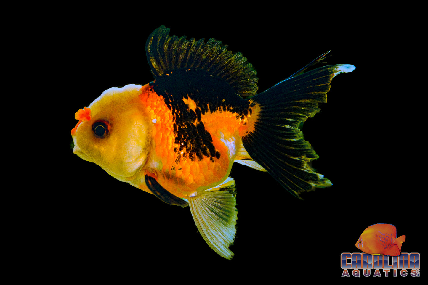 Goldfish - Oranda Thai Tricolor Grade A 3-4in (Show Quality)