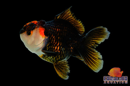 Goldfish - Oranda Thai Tricolor Grade A 3-4in (Show Quality)