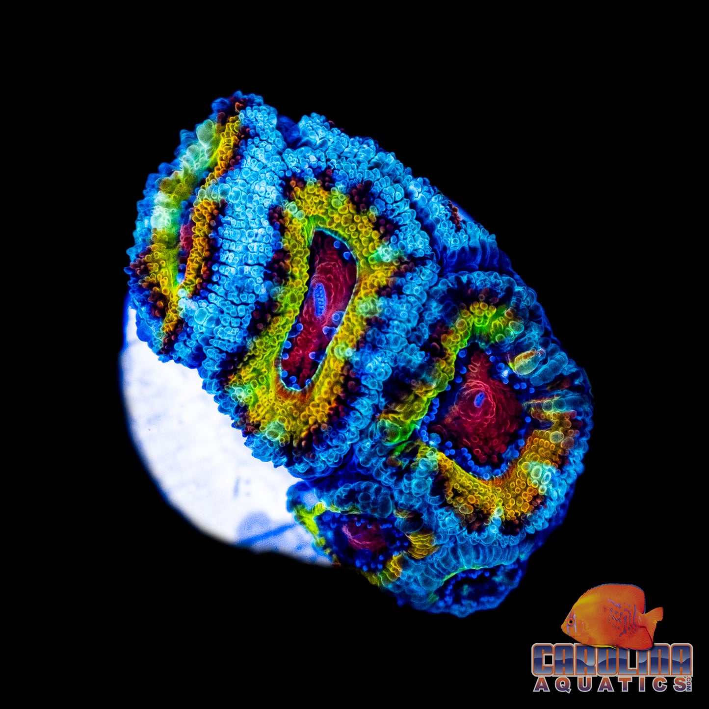 Frag - Rainbow Acan “Wounded Zombie”