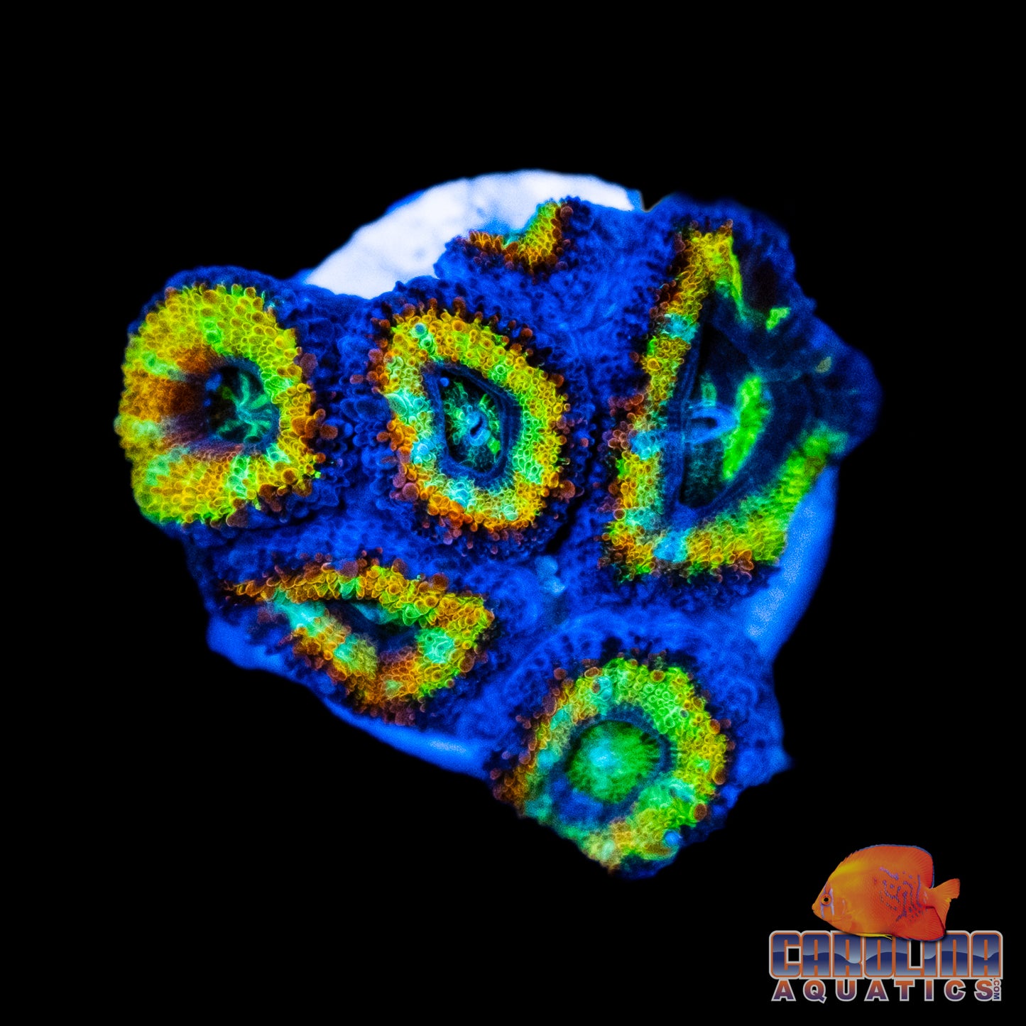 Frag - Rainbow Acan Lord “Phase Change”