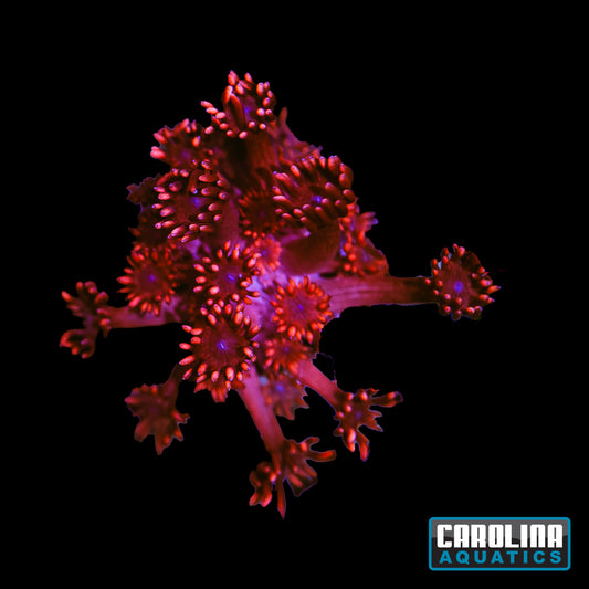 Frag - Cherry Red Goniopora
