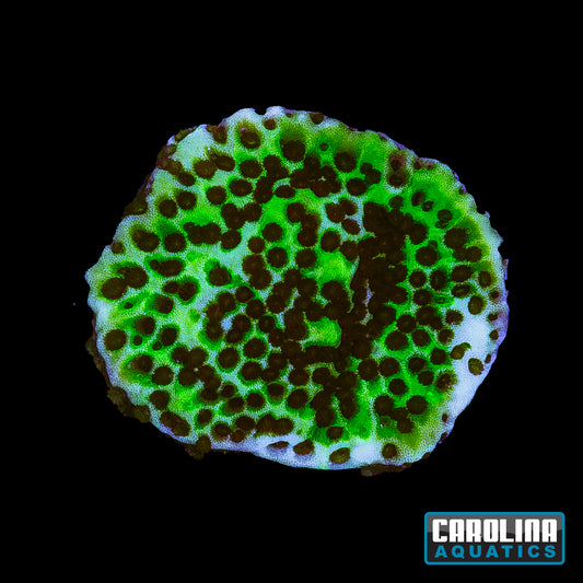 Frag - Spongodes Montipora