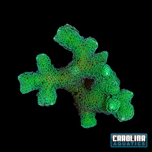 Frag - Green Birdsnest