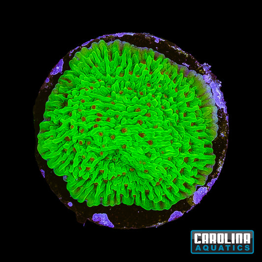 Frag - Cousin Eddies Toxic Montipora