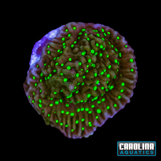 Frag - Frankie's Hot Pink Rim Montipora