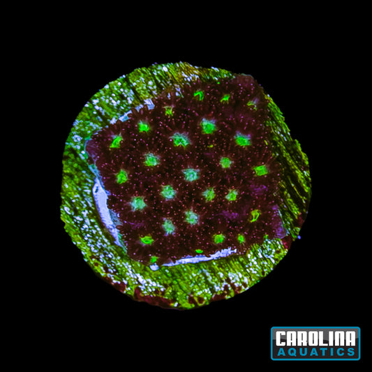 Frag - Fruit Loops Micro Goniopora