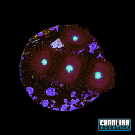 Frag - Tic Tac Zoanthid