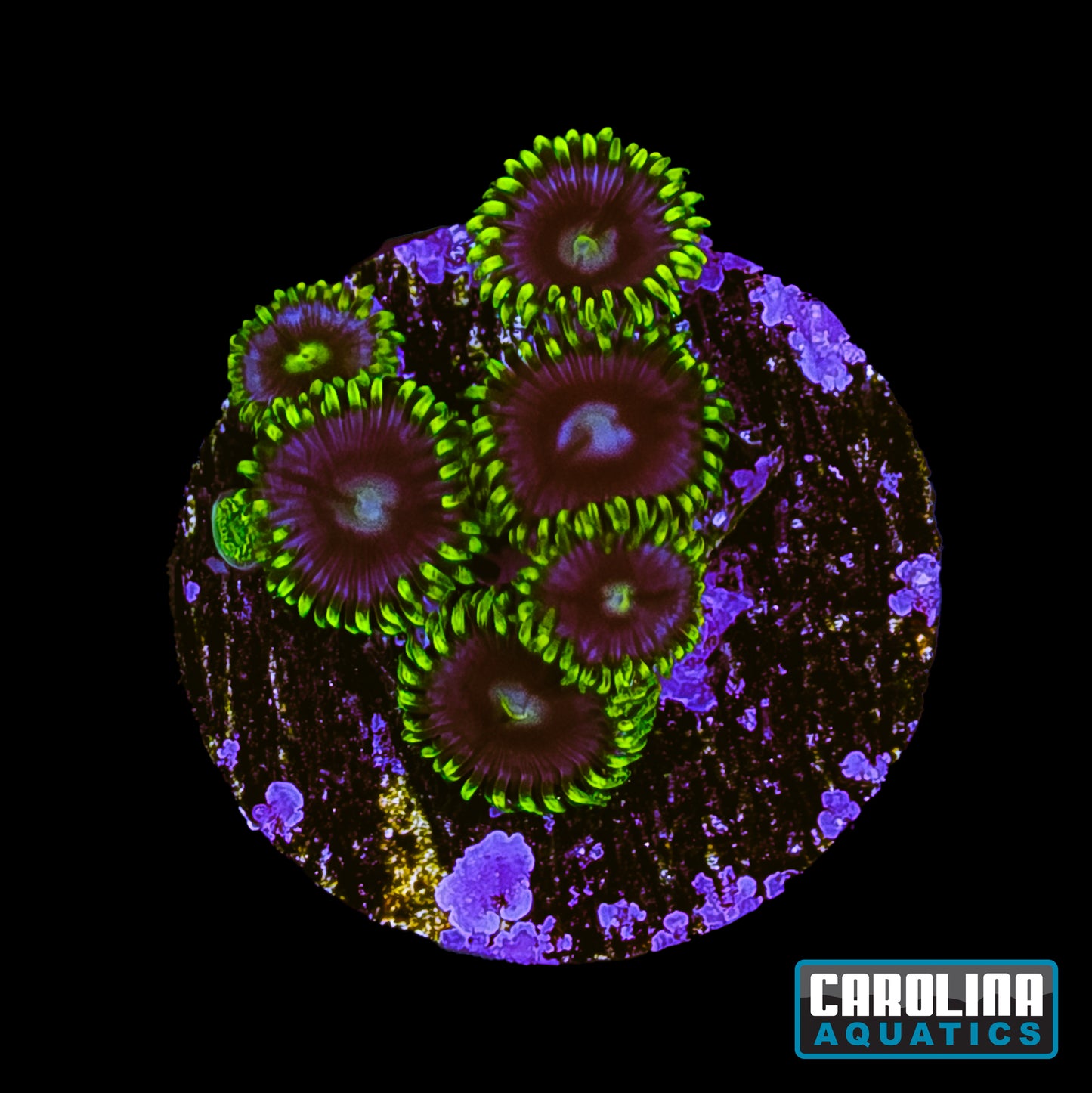 Frag - Blueberry Fields Zoanthid