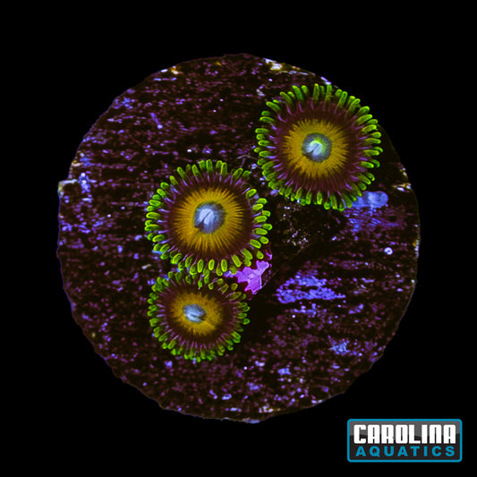 Frag - Scrambled Egg Zoanthid