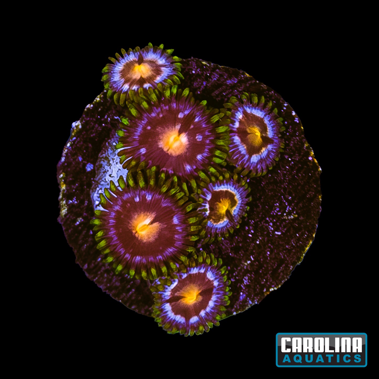 Frag - Sweet Tooth Zoanthid