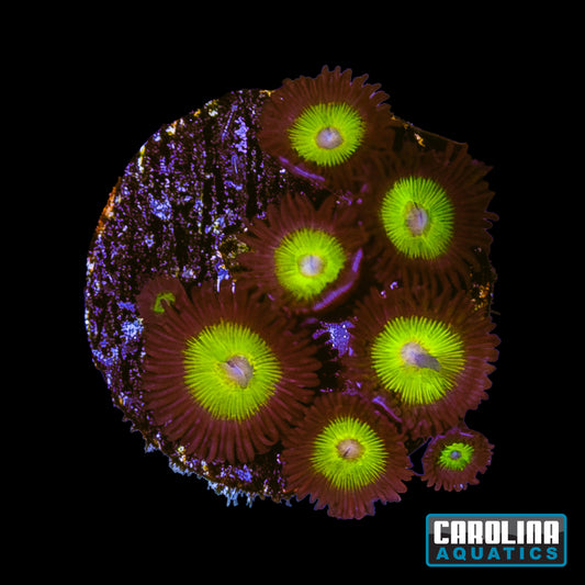 Frag - Golden Eye Zoanthid