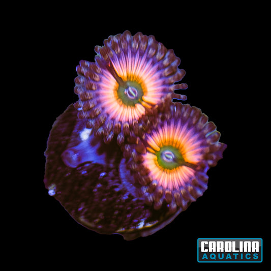 Frag - Rainbow Infusion Zoanthid