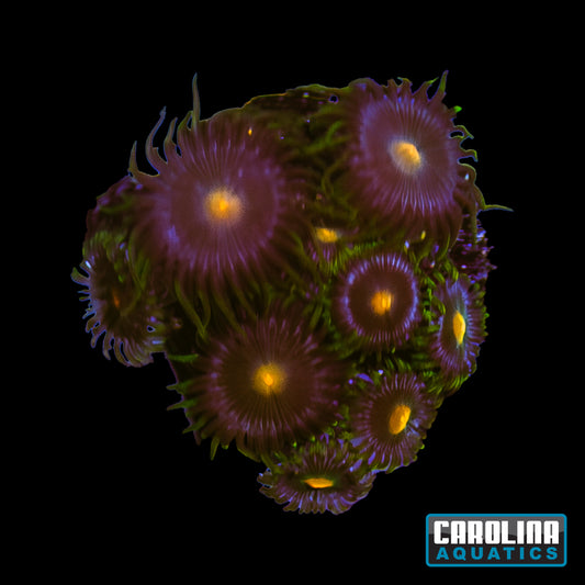Frag -  Gorilla Nipples Zoanthid