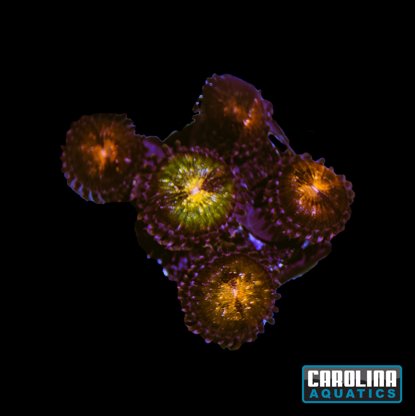 Frag -  Pandora Zoanthid