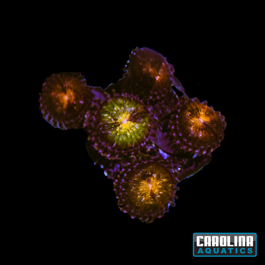 Frag -  Pandora Zoanthid