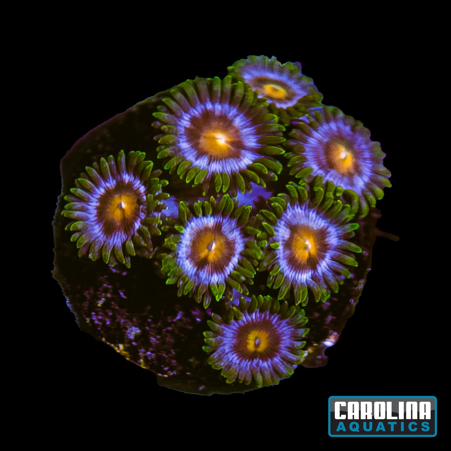 Frag -  Blue/Red Pinwheel Zoanthid