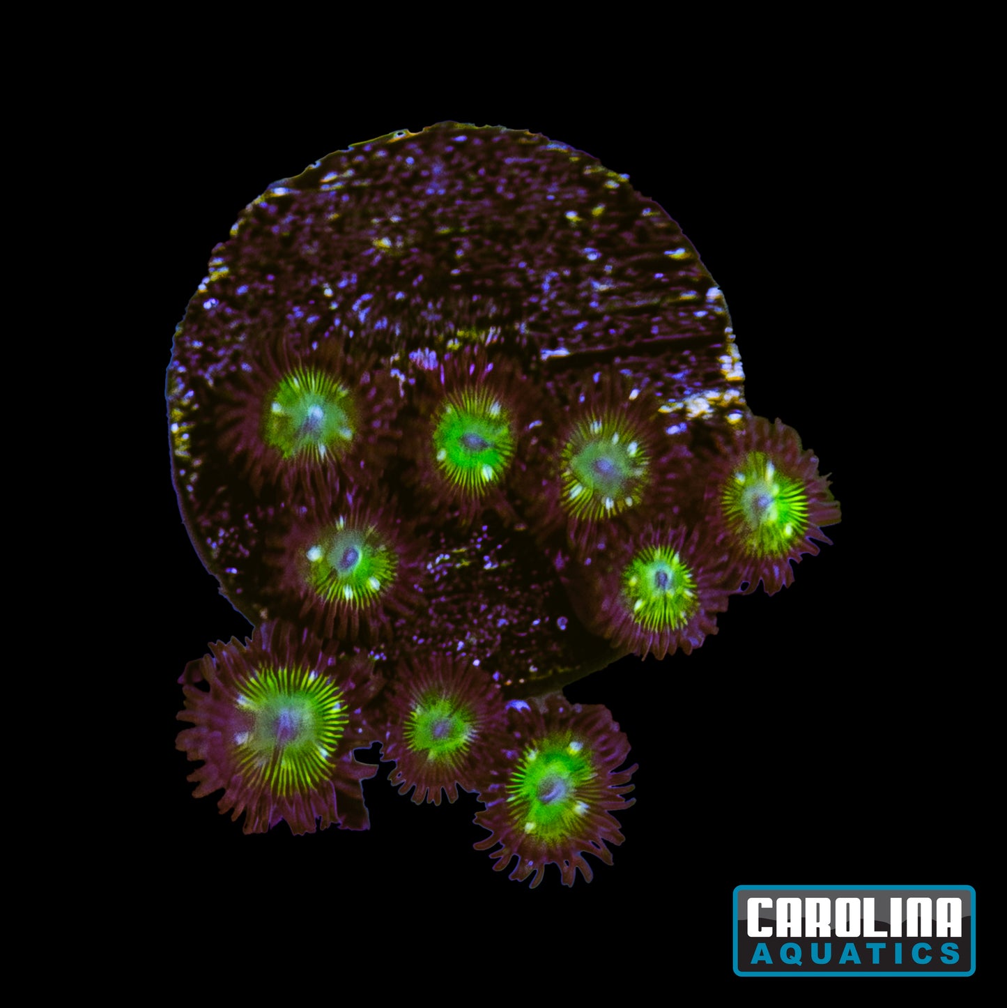 Frag -  Mean Green Zoanthid