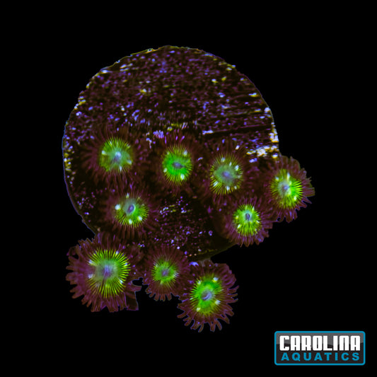 Frag -  Mean Green Zoanthid