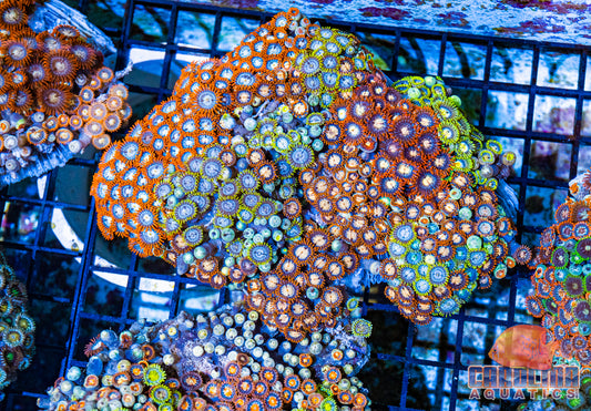 Rock - Zoanthid Vietnam