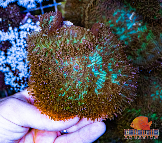 Australian - Mushroom Fluffy Green (per polyp)