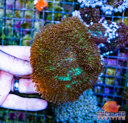 Australian - Mushroom Fluffy Green (per polyp)