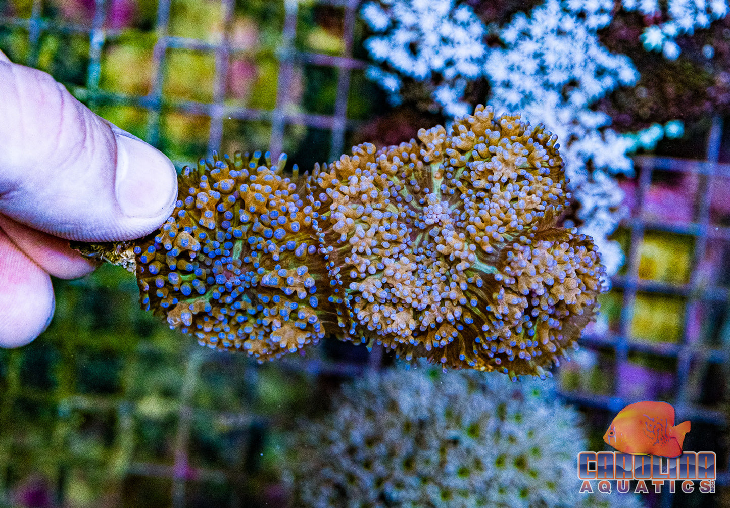 Australian - Mushroom Fluffy (per polyp)