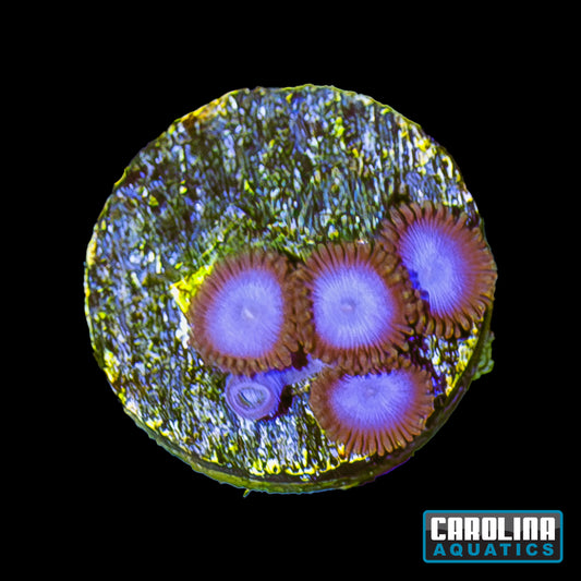 Frag - Tubbs Blue Zoanthid