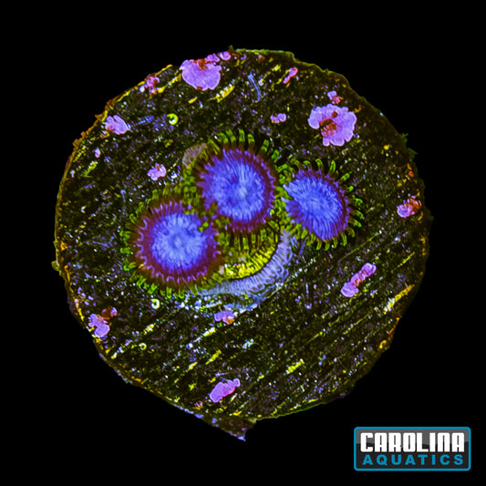 Frag - Blue Angels Zoanthid