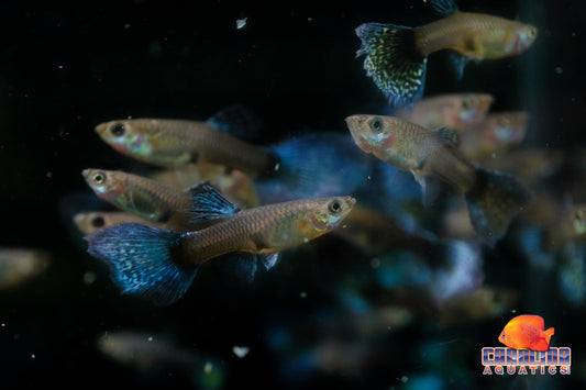 Guppy - Elephant Ear Blue Female