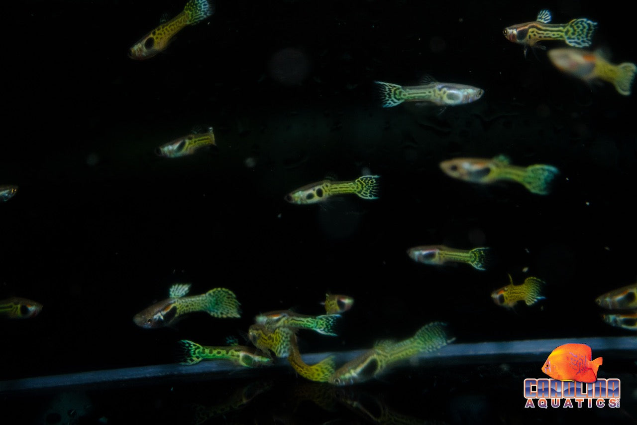 Guppy - Endler Green Cobra