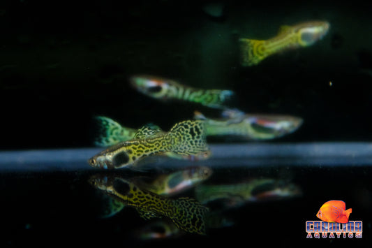 Guppy - Endler Green Cobra
